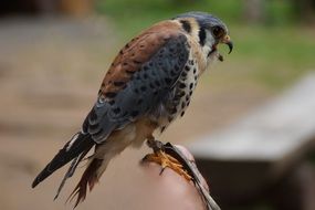 wild bird american kestrel falconry