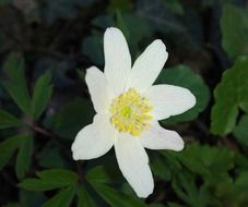 White wild flower on a black background
