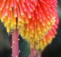 poker plant