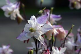 Purple and white flowers blossom in the garden at blurred background