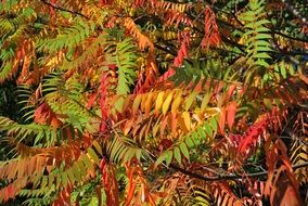 fabulous colorful foliage