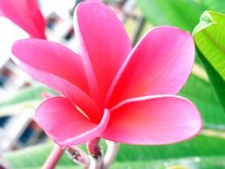 macro photo of pink fragipani plant in summer