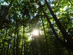 forest sunlight
