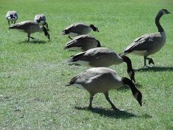 wild gray geese nibble on grass