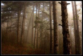 mystical photo of haze in the forest