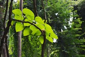 green vine in the rainforest in Mawanella