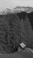 Black and white photo with the mountains and forest in autumn