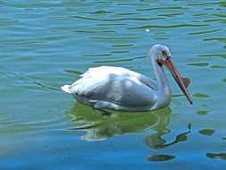 white pelican swims in the water