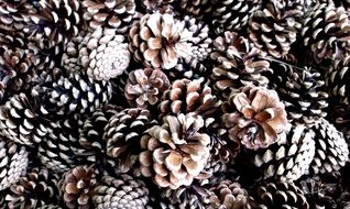 stunning pine cones