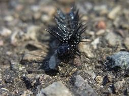 black thorny caterpillar close-up on blurred background