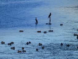 birds on the lake