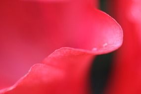 scarlet flower petal