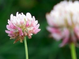 delicate pink clover