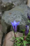 gentian, perennial rock plant in bloom