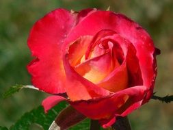 fresh red rose in the garden