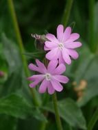 pink wild flowers in the green