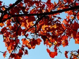 Red and golden yellow leaves