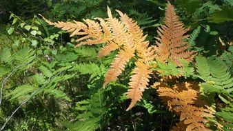 orange and green fern leaves in the forest