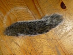 squirrel tail on wooden surface