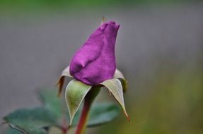 Closed purple rose flower