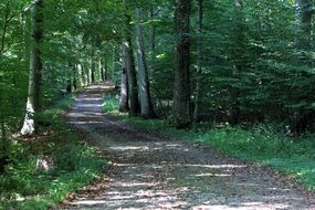 forest path in the sunlight