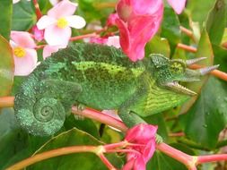 chameleon with three horns