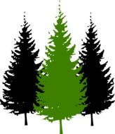 silhouettes of coniferous trees on a white background