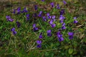 violet plant blossom in spring