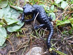 alpine salamander