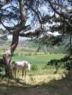 White horse near the pine
