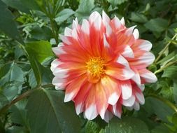 dahlia, red and white fluffy flower in garden