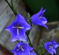 four blue bells on a stalk