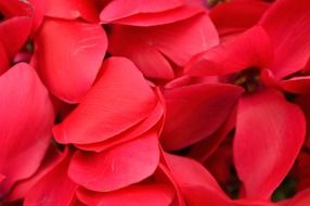 red rose petals macro view