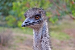 emu bird head outdoor close-up