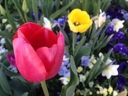 tulips among garden flowers