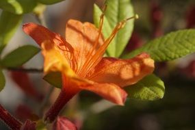 orange azalea blossom in spring