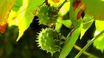 two green prickly chestnuts on a tree close up