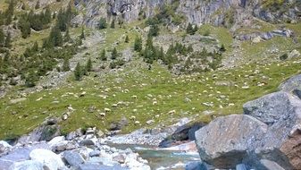 Big flock of sheep on a mountain