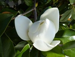 mediterranean magnolia blossom flower
