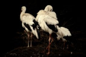 Black and white storks night view