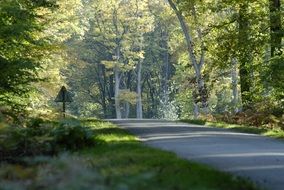 summer forest road