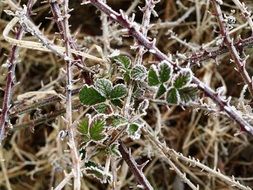 bush of blackberry in winter magic