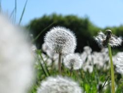 Beautiful, white dandelions in the meadow on a sunny day in spring at blurred background