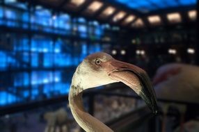 pink flamingo as a museum exhibit in Paris