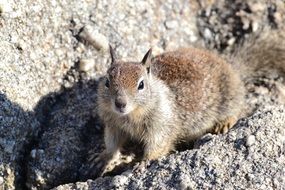 fluffy squirrel in zoo
