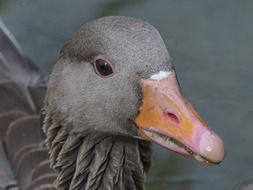 grey bean goose close-up