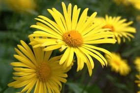 extraordinarily yellow flowers