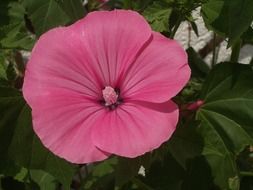 pink flower grows in nature