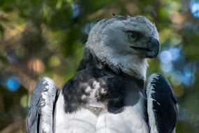 brazil harpia eagle portrait