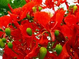 red delonix regia in bloom